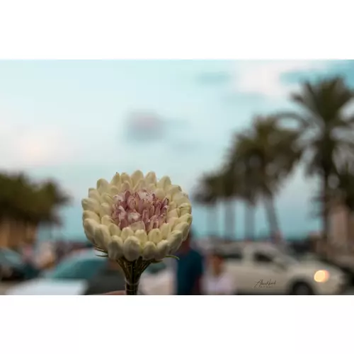 ANNA ANIQ Blume - Der faszinierende Tunesische Jasmin